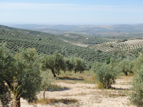 Kilometers of Olive Trees.